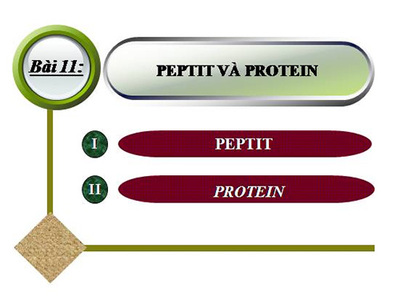Bài 11 : Peptit và protein